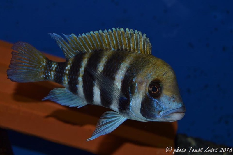 Cyphotilapia frontosa 'Kigoma'